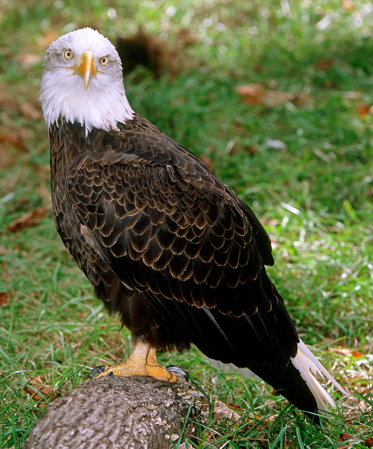 American Bald Eagle #2 Photograph by Millard H. Sharp