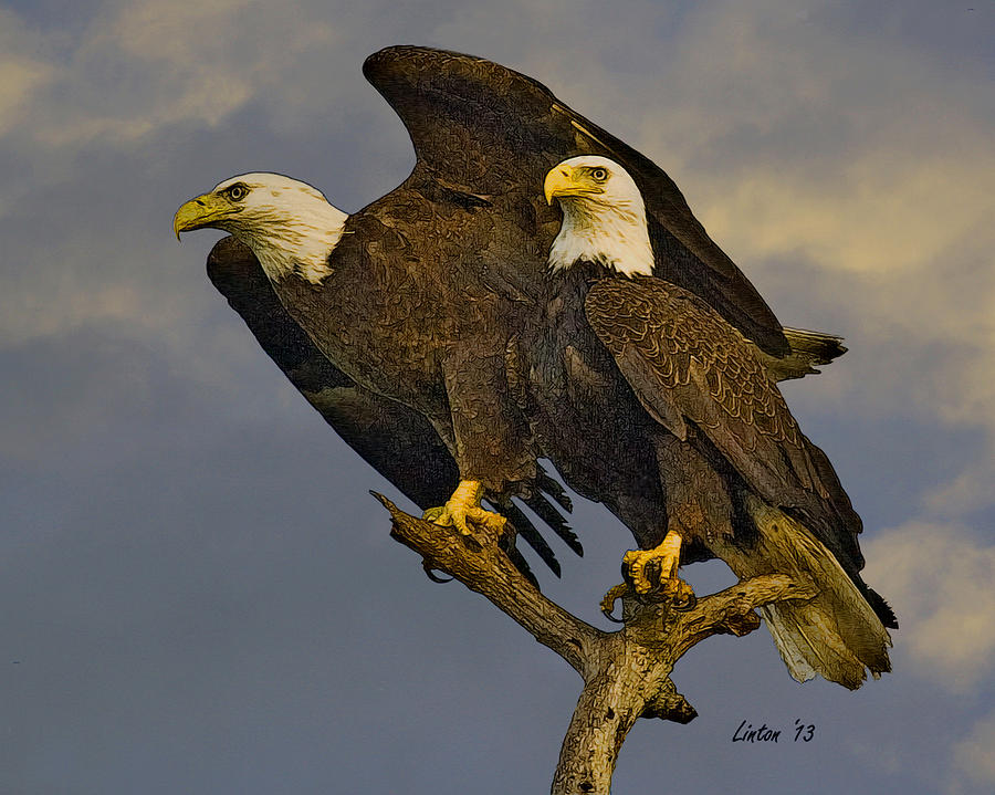 American Bald Eagle Pair  #2 Digital Art by Larry Linton