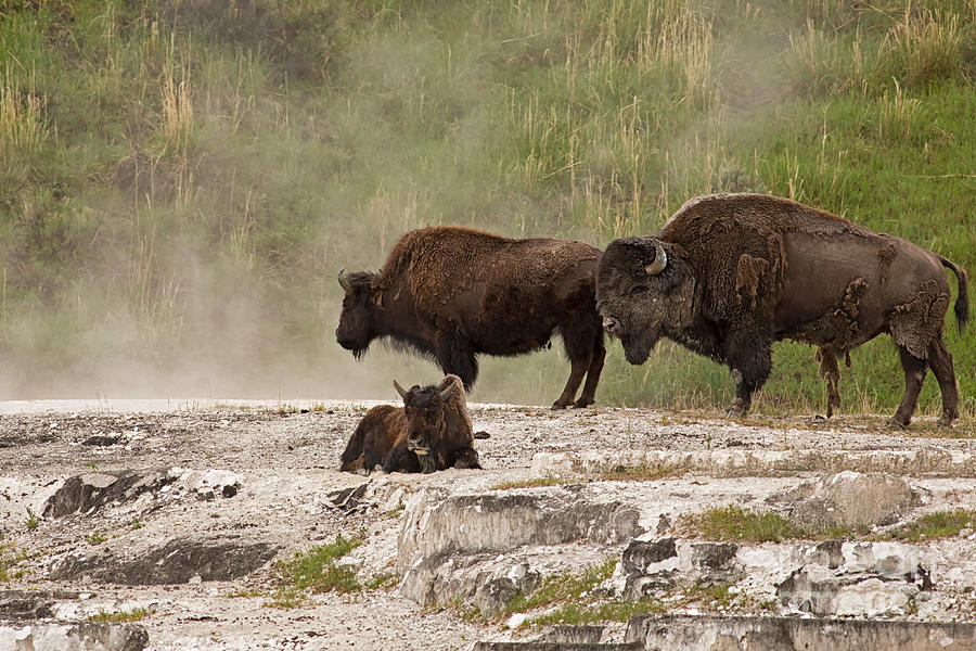 American Bison in Yellowstone Photograph by Natural Focal Point Photography