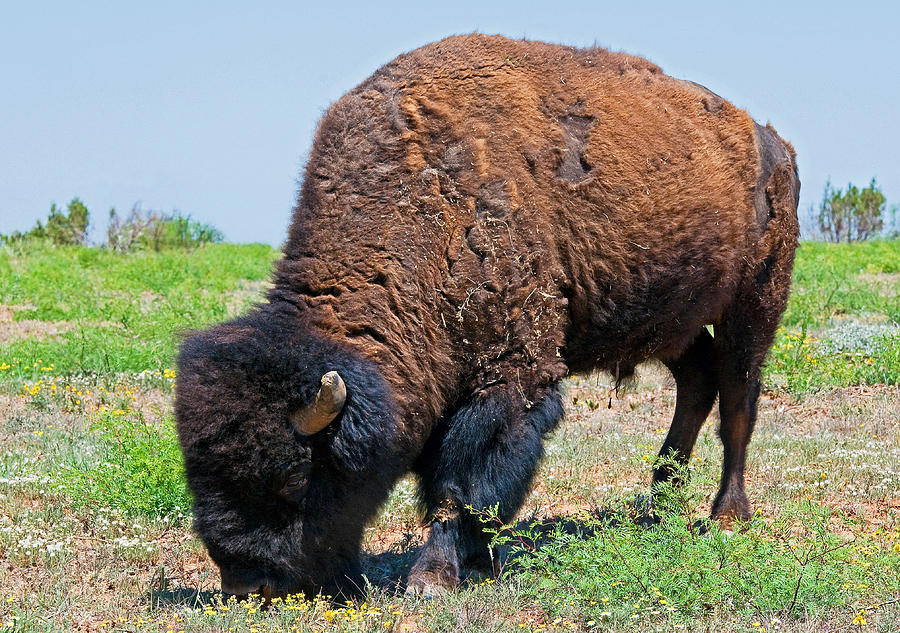 Nature Photograph - American Bison #2 by Millard H. Sharp