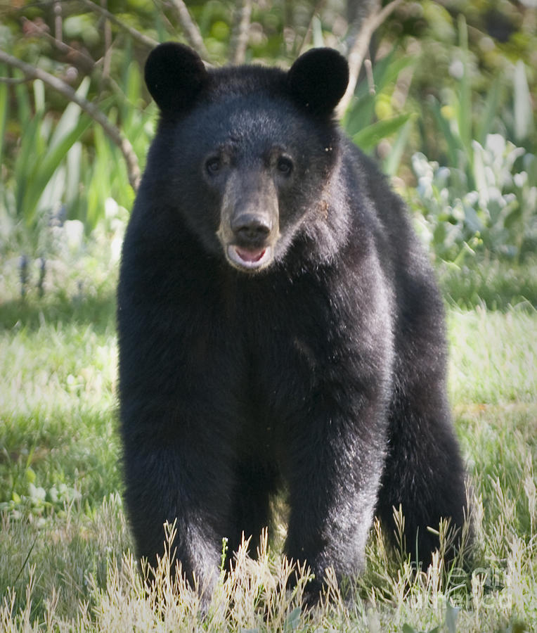 American Black Bear in North Carolina #2 Photograph by David Oppenheimer