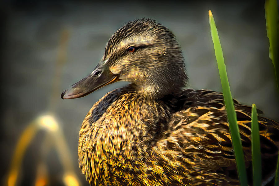 Duck Photograph - American Black Duck #2 by Gary Smith