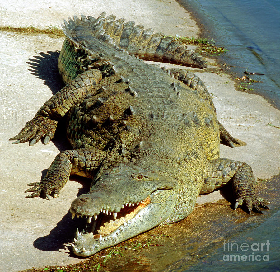 American Crocodile #2 Photograph by Millard H. Sharp