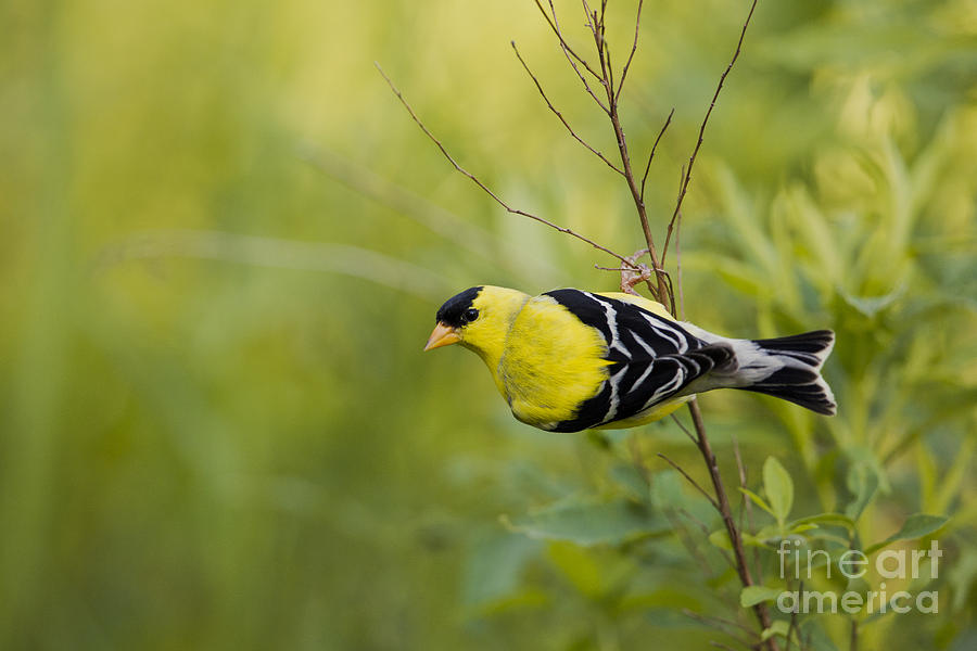 American Goldfinch #2 Photograph by Linda Freshwaters Arndt