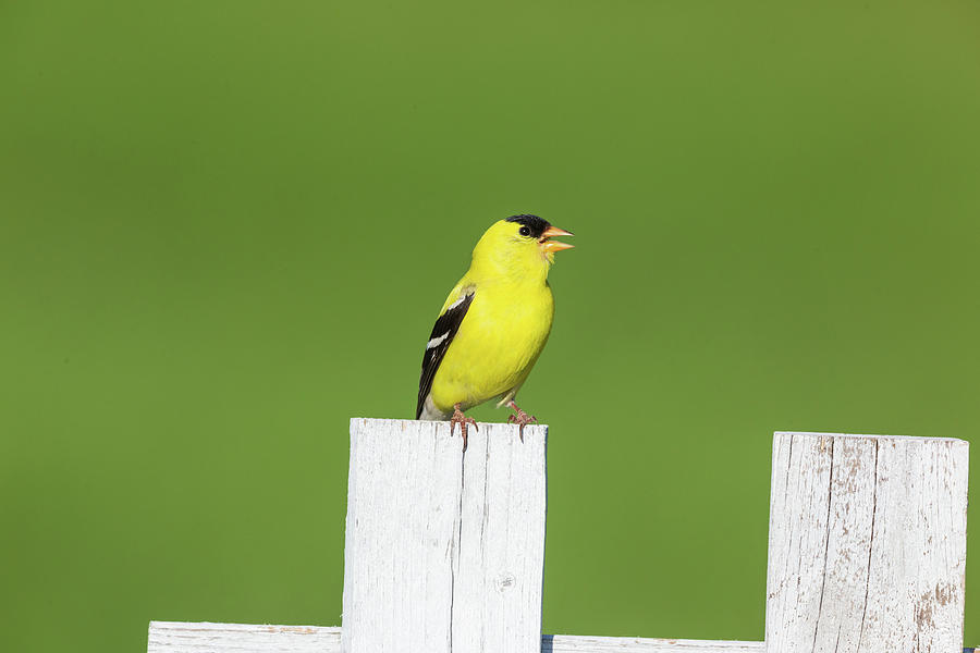 American Goldfinch - Male #2 Photograph by Linda Arndt