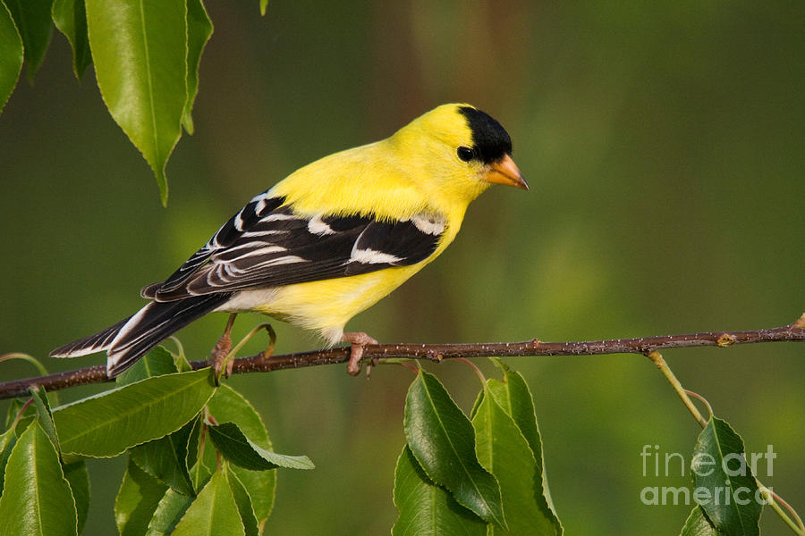 American Goldfinch Male #2 Photograph by Linda Freshwaters Arndt
