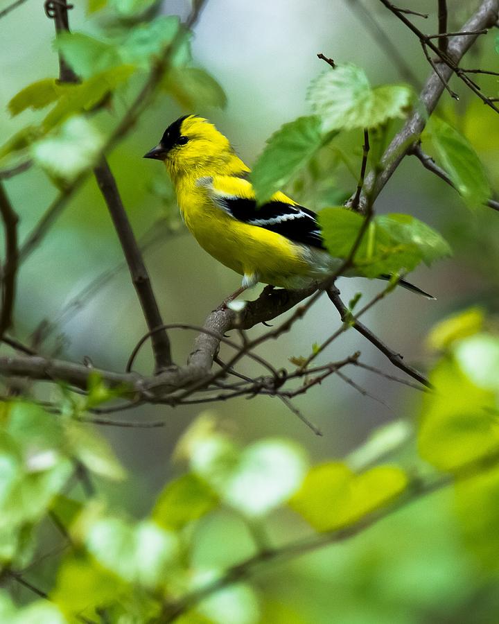 American Goldfinch #2 Photograph by Robert L Jackson