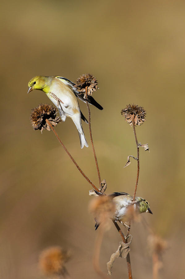 American Goldfinch Spinus Tristis Photograph By Larry Ditto Fine Art America