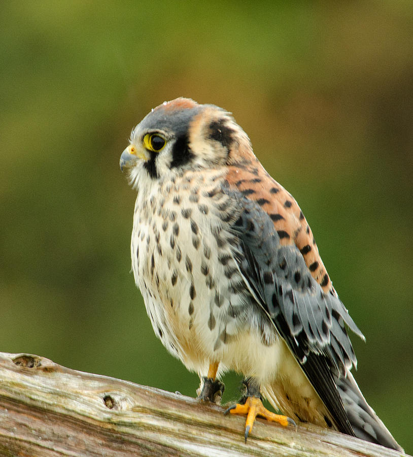 Nature Photograph - American Kestrel #2 by Andrew Oliver