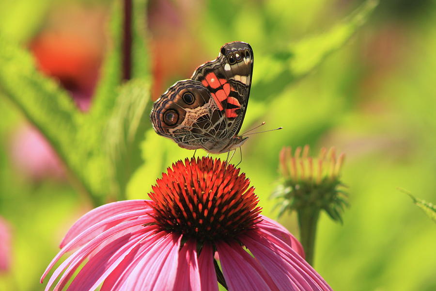 American Lady Butterfly on Coneflower #2 Photograph by John Burk