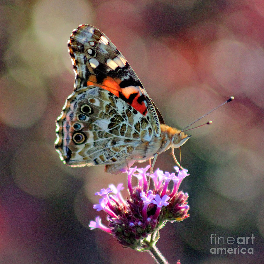 American Painted Lady Butterfly Square #2 Photograph by Karen Adams