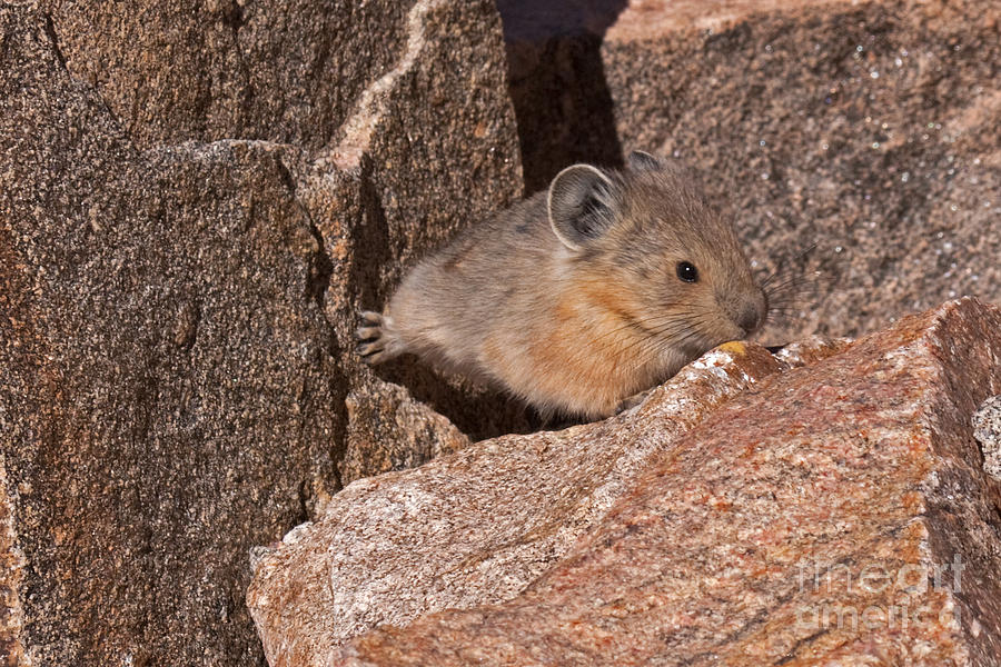 American Pika #2 Photograph by Fred Stearns