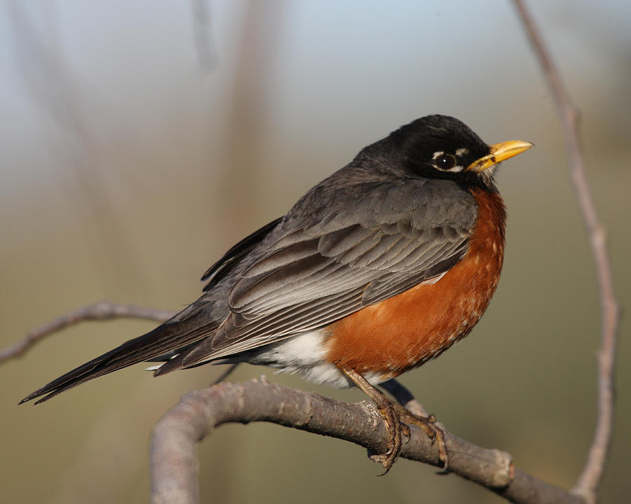 American Robin on branch Photograph by Mark Wallner - Fine Art America