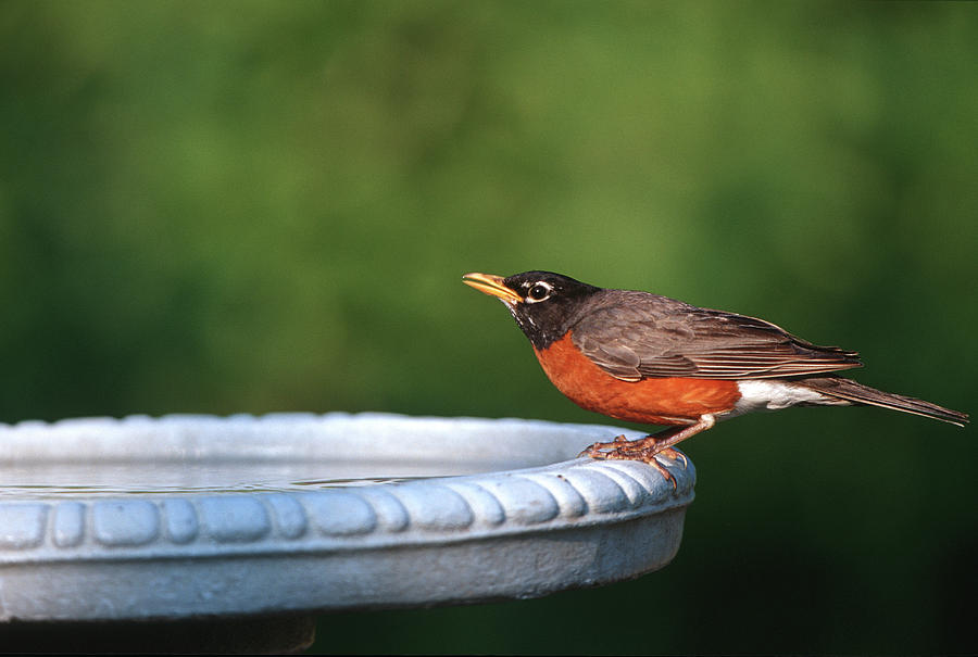 Spring Photograph - American Robin (turdus Migratorius #2 by Richard and Susan Day