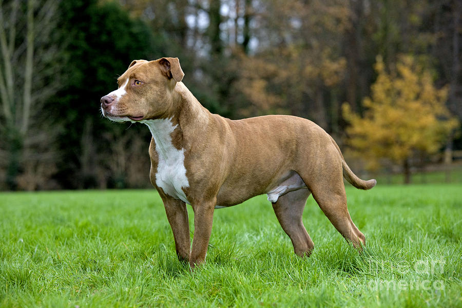 American Staffordshire Terrier Photograph by Johan De Meester | Fine ...