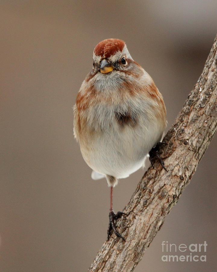 American Tree Sparrow #2 Photograph by Jack R Brock