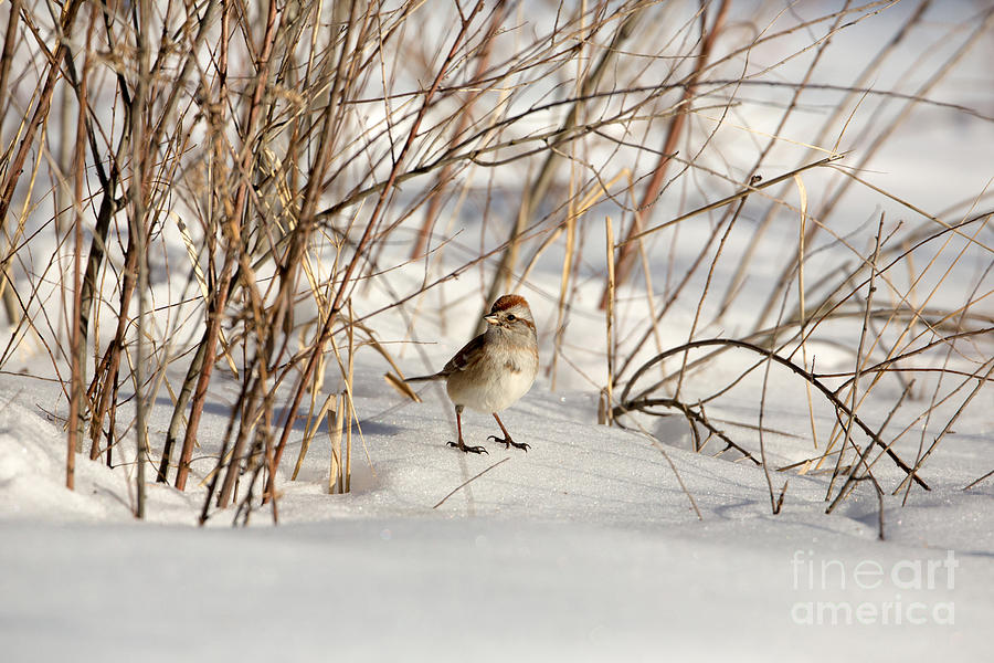 American Tree Sparrow Spizella Arborea #2 Photograph by Linda Freshwaters Arndt