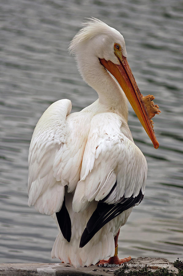 American White Pelican #2 Photograph by Winston D Munnings