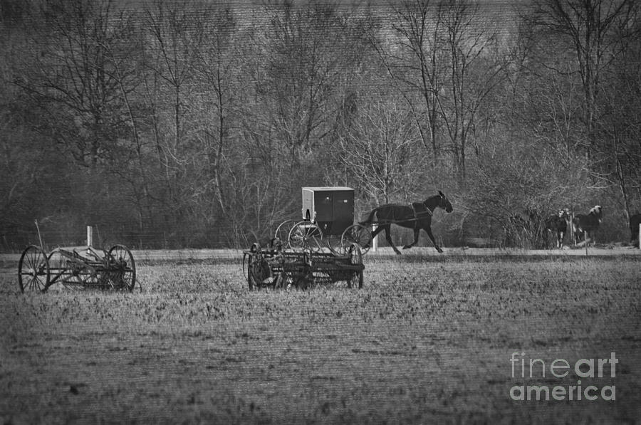 Horse Photograph - Amish Buggy Black and White #2 by David Arment