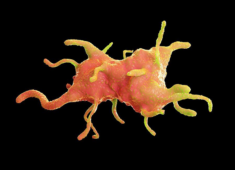 Amoeba Photograph by Science Artwork | Pixels