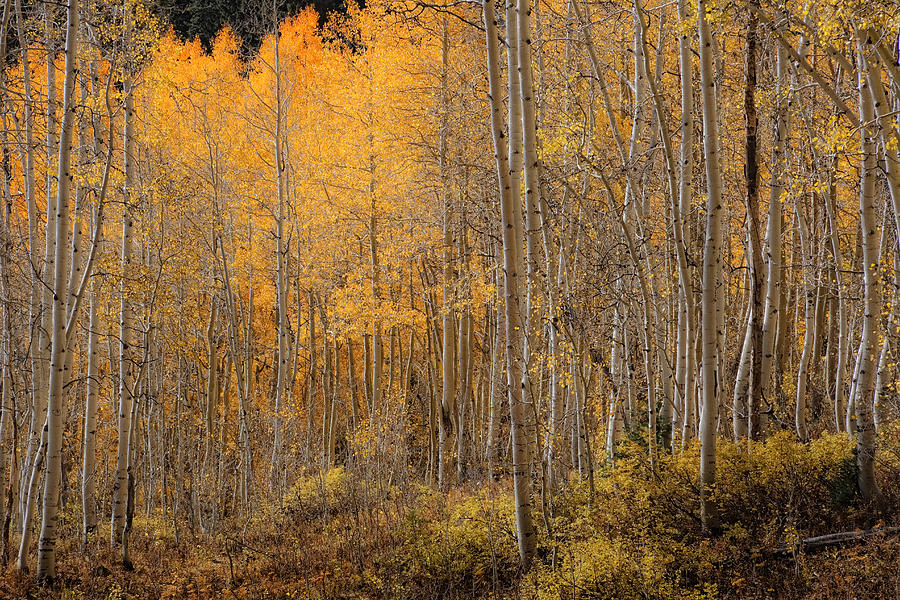 Among The Aspens #2 Photograph by Douglas Pulsipher