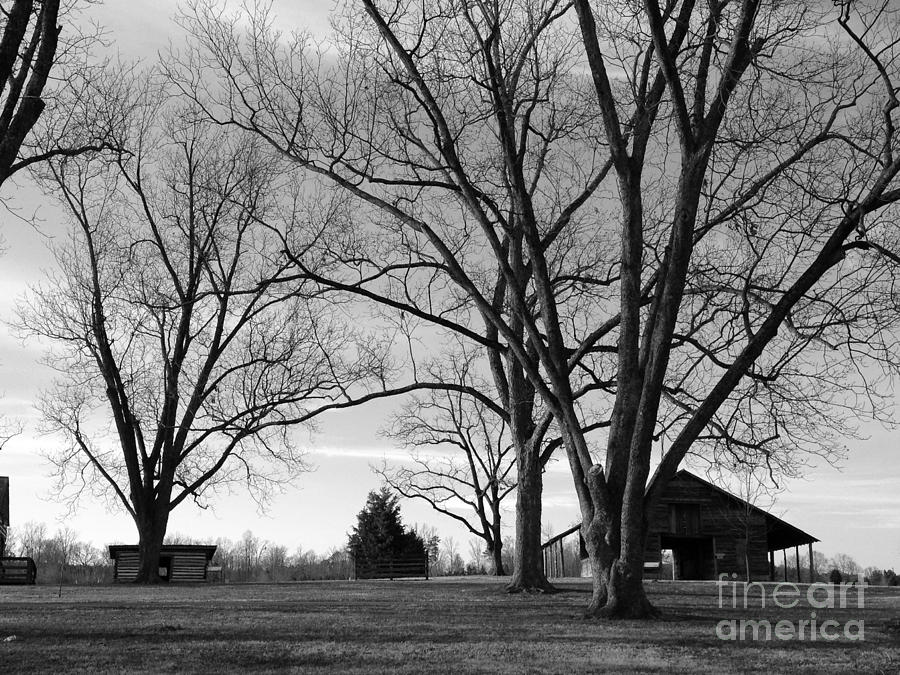 Tree Photograph - Amongst the Trees #2 by Meg Lee Photography