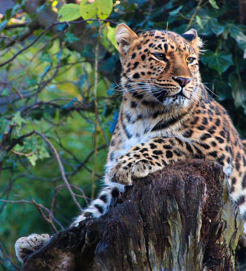 Cat Photograph - Amur Leopard #2 by Martin Newman
