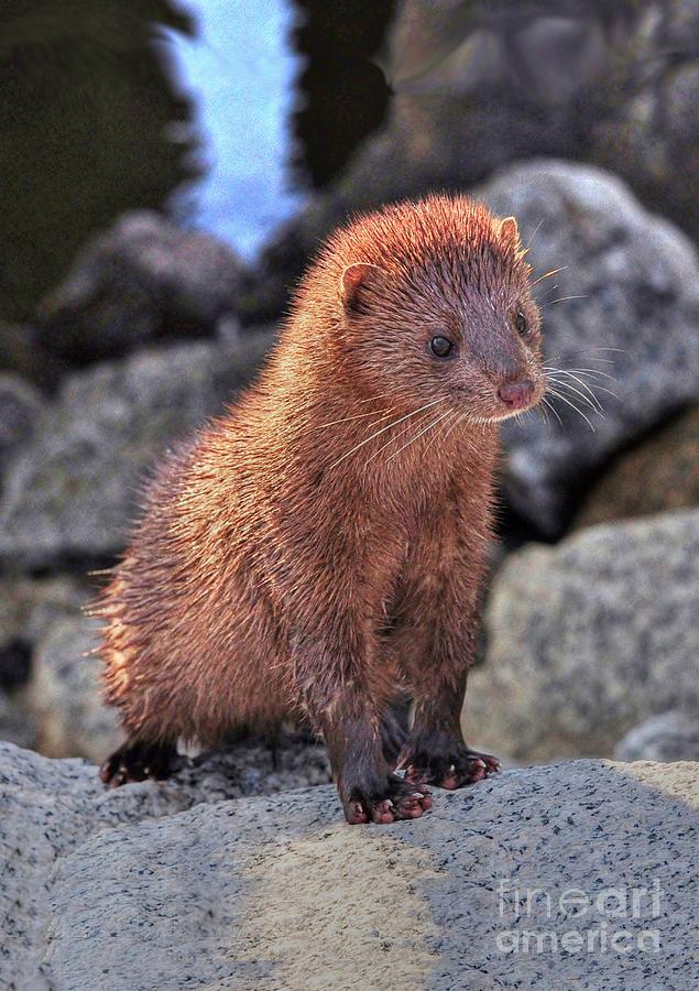 An American Mink #2 Photograph by Kathy Baccari