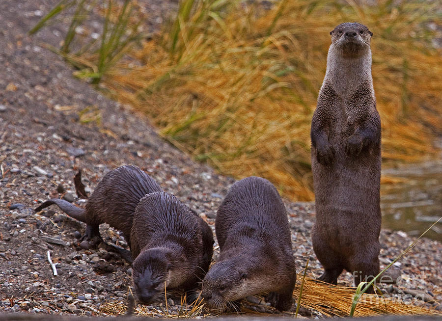 Yellowstone National Park Photograph - An Otters Curiosity by J L Woody Wooden