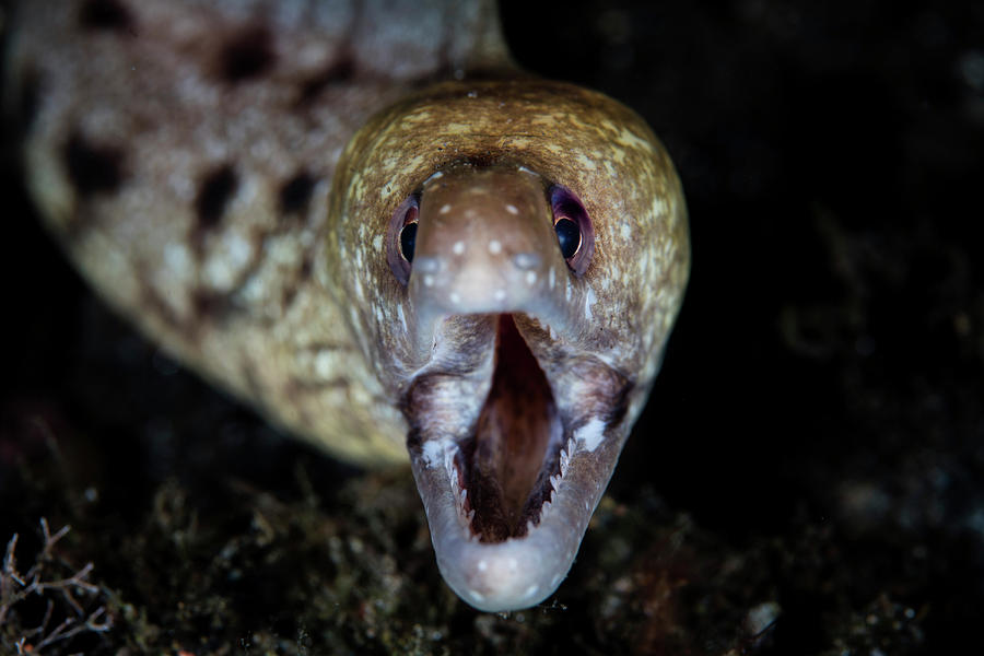 An Unidentified Moray Eel In Komodo Photograph by Ethan Daniels