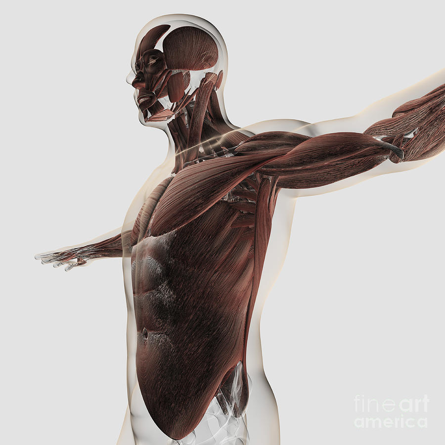 White Background Digital Art - Anatomy Of Male Muscles In Upper Body #2 by Stocktrek Images