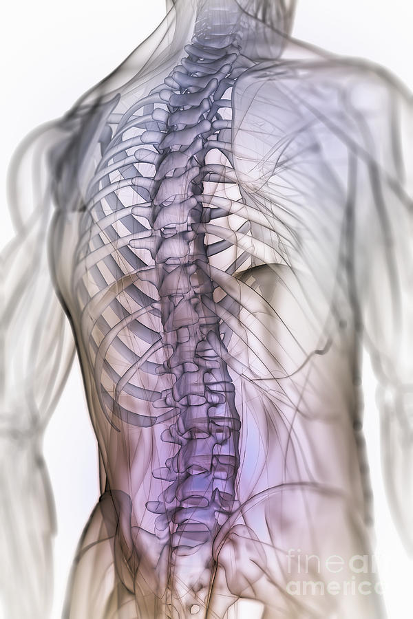 Anatomy Of The Back And Spine #1 Photograph by Science Picture Co