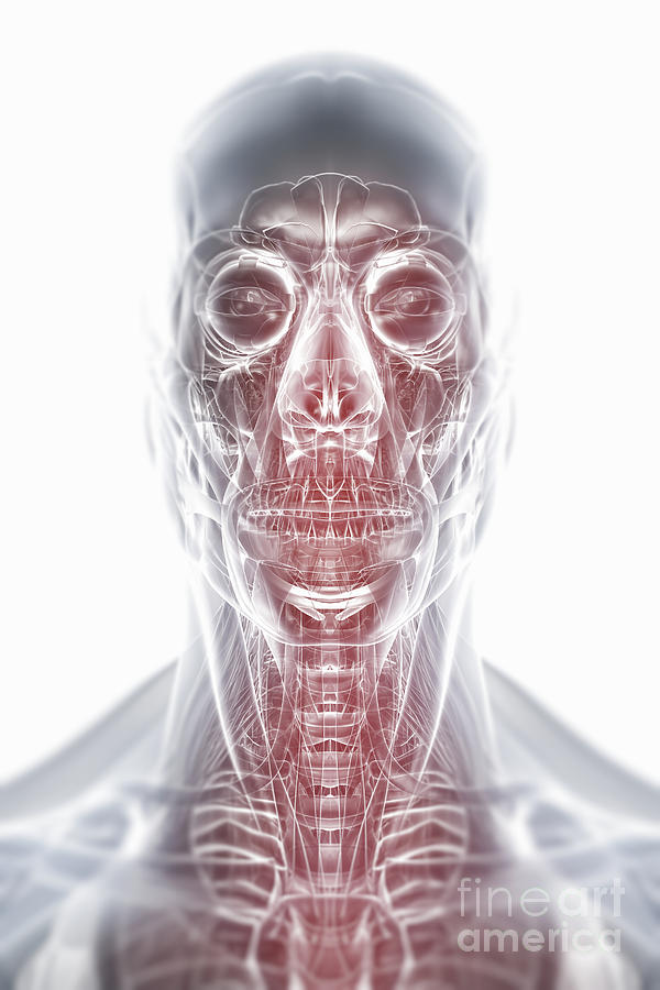 Anatomy Of The Head And Neck Photograph by Science Picture Co