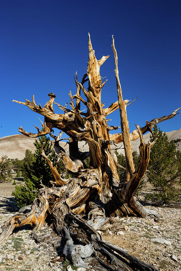 Nature Photograph - Ancient Bristlecone Pine Forest #2 by Panoramic Images