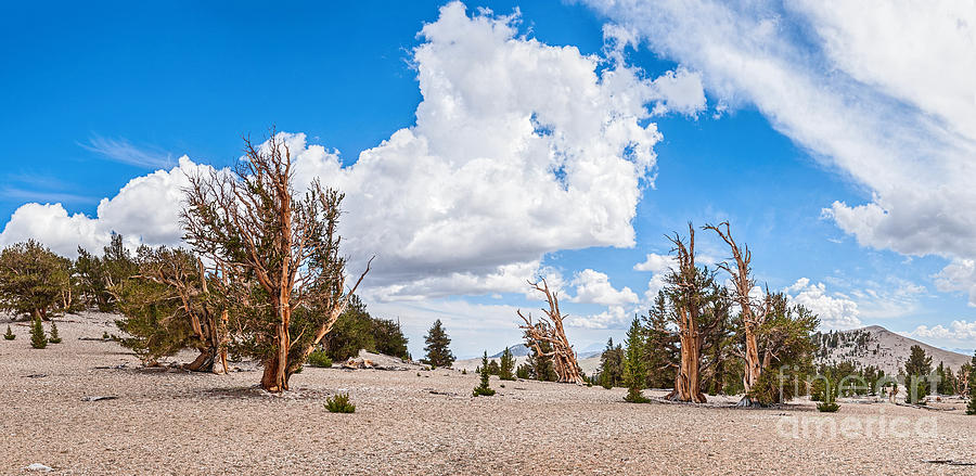 Nature Photograph - Ancient Panorama - Bristlecone Pine Forest #2 by Jamie Pham
