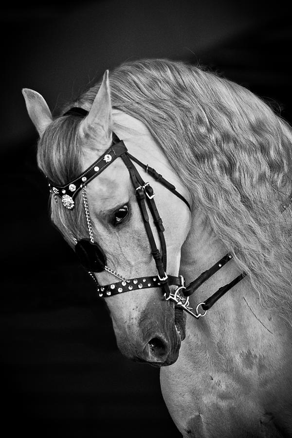 Horse Photograph - Andalusian by Wes and Dotty Weber