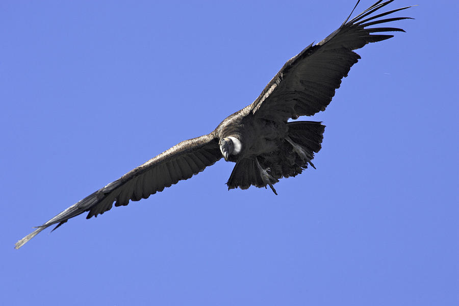 Andean Condor #2 Photograph by M. Watson