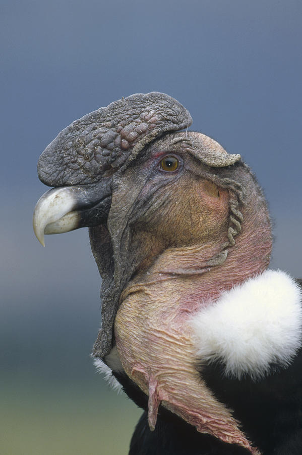 Andean Condor Male Cayambe Ecuador Photograph by Tui De Roy Andean Condor Male Cayambe Ecuador Photograph by Tui De Roy