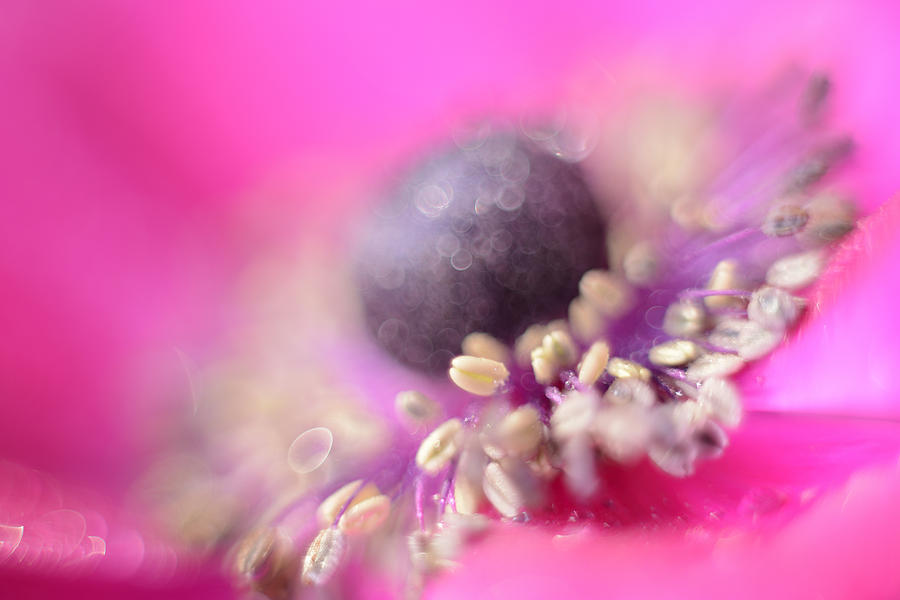 Flowers Still Life Photograph - Anemone #2 by Mark Johnson
