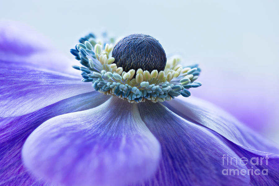 Nature Photograph - Anemone #1 by Onelia PGPhotography