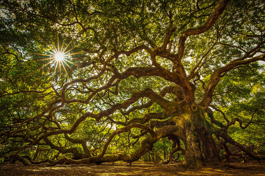 Tree Photograph - Angel Oak by Serge Skiba