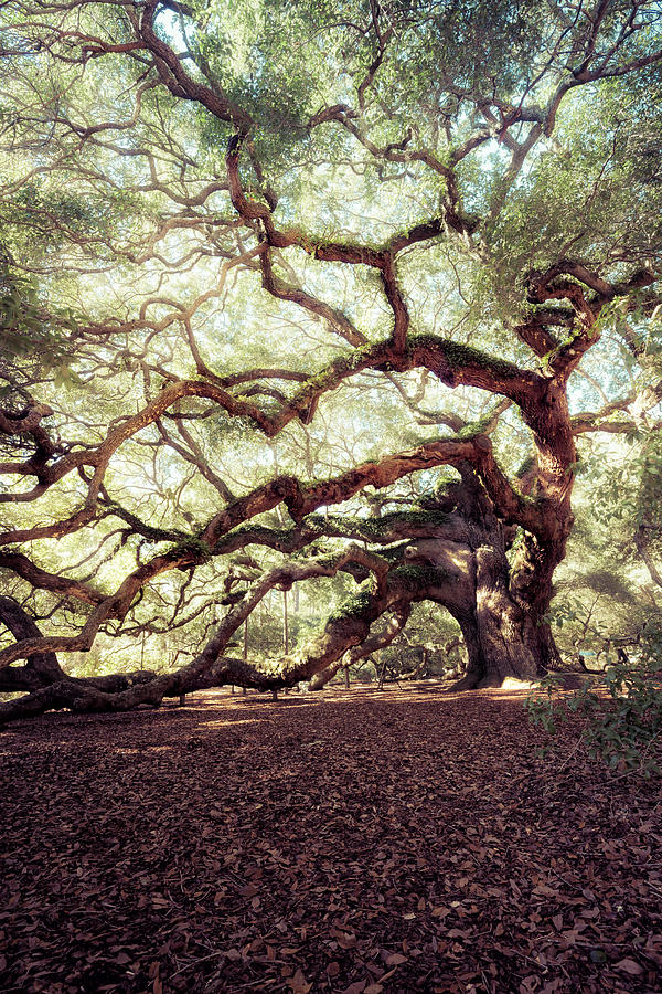 Angel Oak Tree Photograph by Nickolay Khoroshkov - Pixels