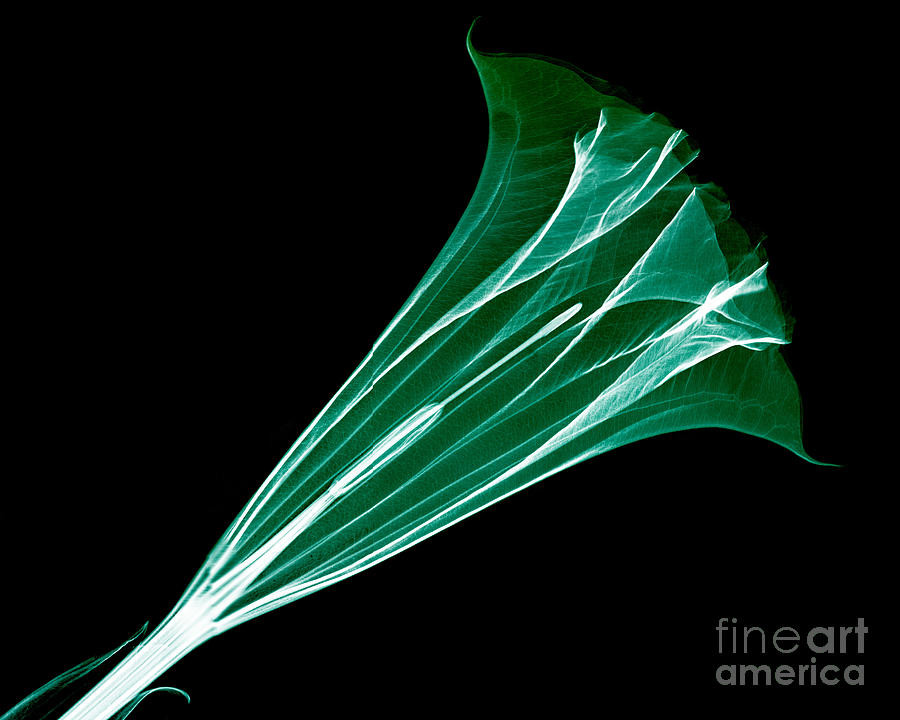 Angel Trumpet Blossom X-ray #5 Photograph by Bert Myers