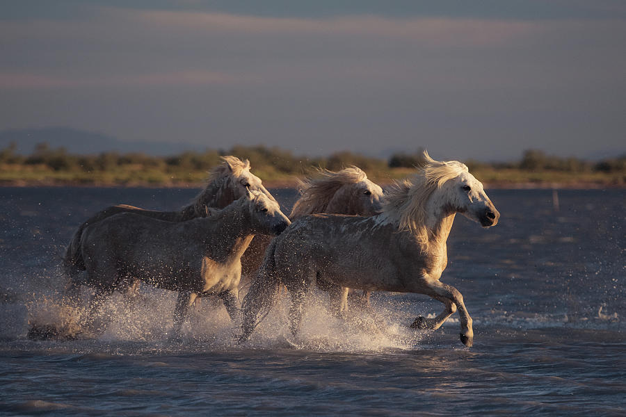 Animal Photograph - Angels Of Camargue #2 by Rostovskiy Anton