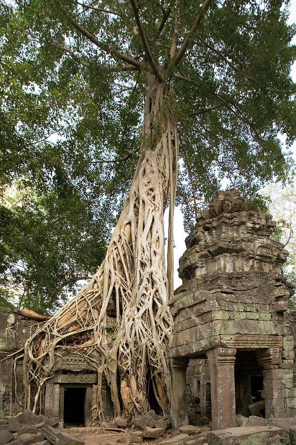Angkorian Temple #2 Photograph by Steve Allen/science Photo Library