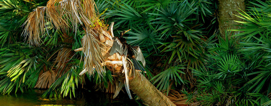 Anhinga Photograph - Anhinga Anhinga Anhinga On A Tree #2 by Panoramic Images