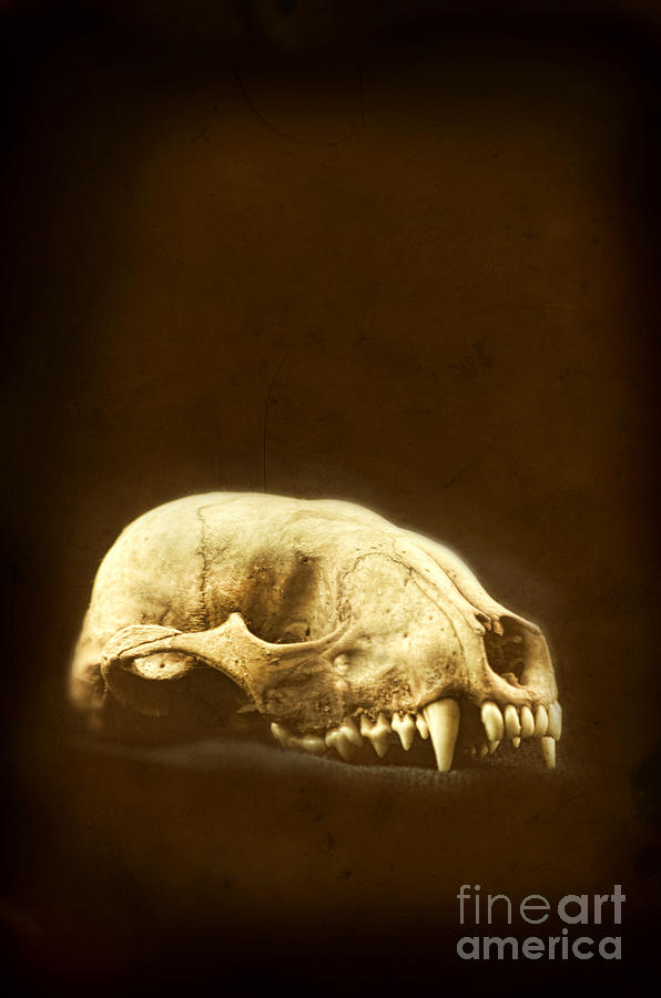Animal Skull #2 Photograph by Jill Battaglia
