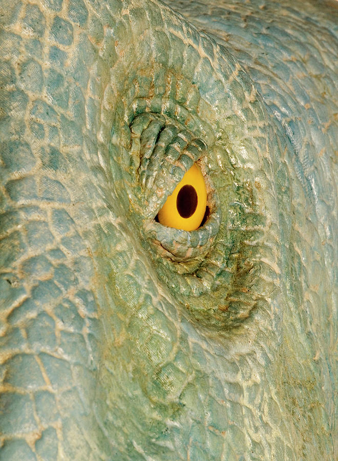 Animatronic Dinosaur Eye Photograph by Natural History Museum, London/science Photo Library