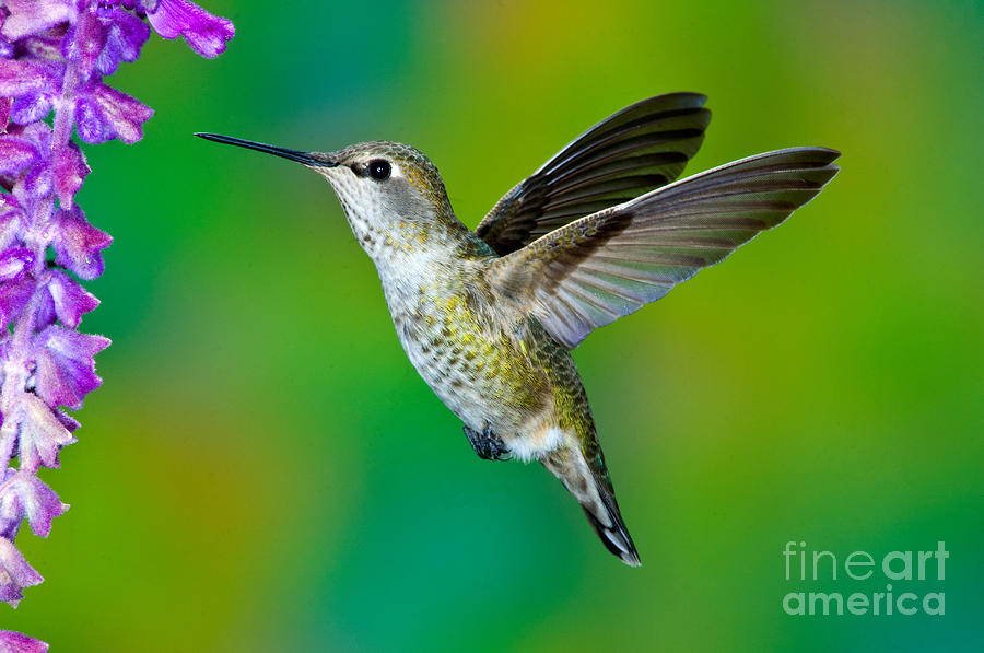 Annas Hummingbird #2 Photograph by Anthony Mercieca