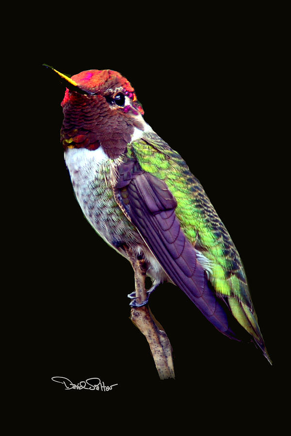 Annas Hummingbird #2 Photograph by David Salter